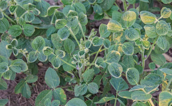 herbicide damaged leaves